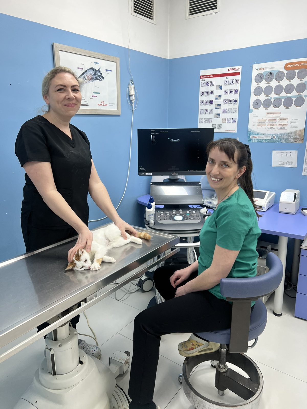 Osoblje 4PET Veterinarske stanice pregleda mačku na stolu za pregled