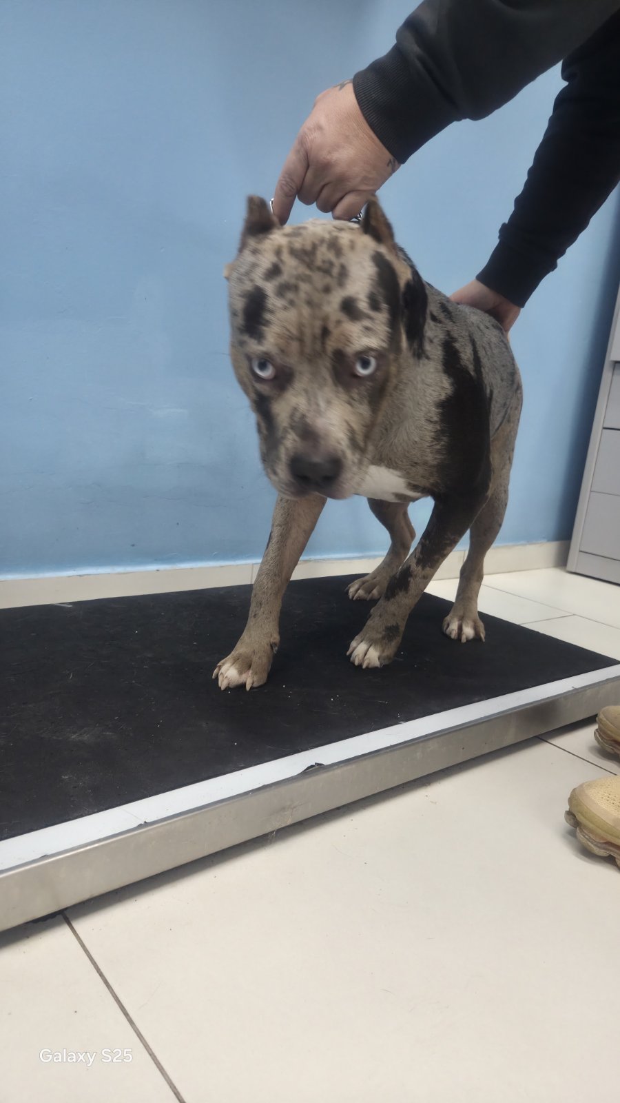 Pas na vagi tokom pregleda u 4PET Veterinarskoj stanici